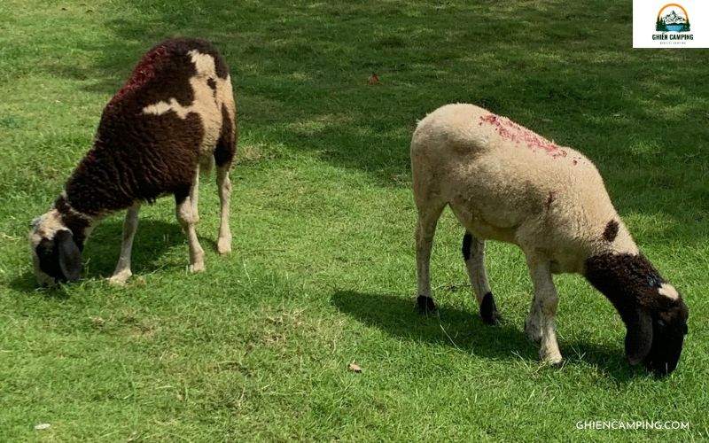 Vui chơi và tương tác với các động vật tại Savora Farm