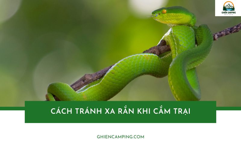 Hướng dẫn cách tránh xa rắn khi cắm trại an toàn và hiệu quả
