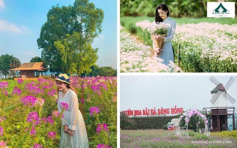 Cắm trại bãi đá sông Hồng: Hướng dẫn chi tiết từ A đến Z 12 Check-in vườn hoa 4 mùa tại khu cắm trại bãi đá sông Hồng
