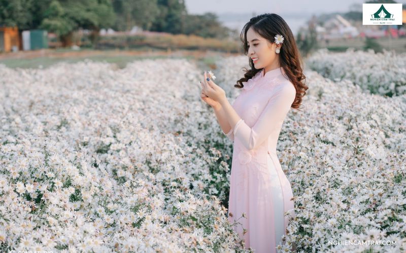 Cắm trại bãi đá sông Hồng: Hướng dẫn chi tiết từ A đến Z 10 Mùa cúc họa mi từ tháng 11 là thời điểm đẹp nhất để đến bãi đá sông Hồng, check-in giữa cánh đồng hoa trắng tinh khôi