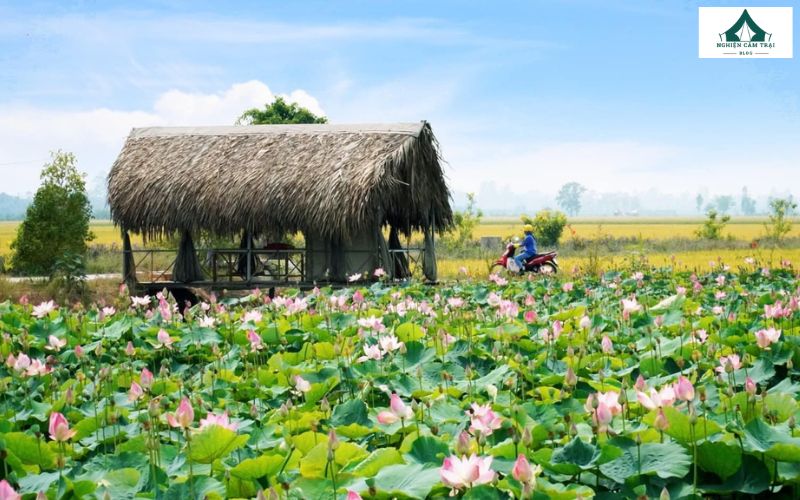 Khu du lịch sinh thái Đồng Tháp Mười