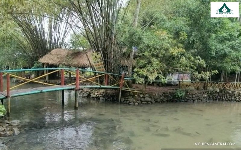 Top 5 địa điểm cắm trại Thanh Hóa cực chill không nên bỏ lỡ 9 Cắm trại ở Suối cá Thần Cẩm Lương