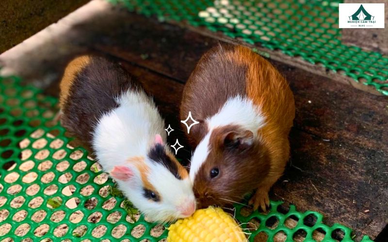 Khu vực Mini Zoo sẽ khiến bạn thích thú