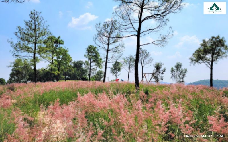 Top 4 địa điểm cắm trại Chí Linh Hải Dương đáng trải nghiệm 8 Green Hill là một khu cắm trại đang được nhiều bạn trẻ và gia đình lựa chọn