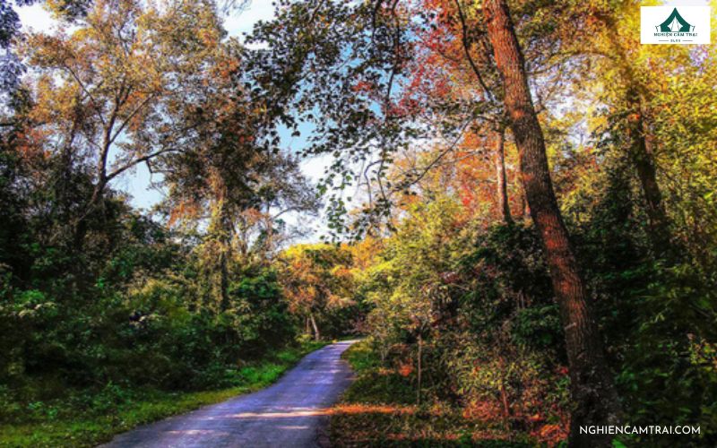 Top 4 địa điểm cắm trại Chí Linh Hải Dương đáng trải nghiệm 9 Cắm trại tại Rừng lá phong đỏ Tam Ban là trải nghiệm tuyệt vời và yên tĩnh