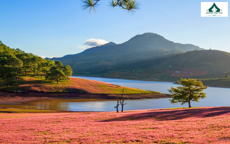 Kinh nghiệm cắm trại Hồ Suối Vàng tự túc cho người mới 9 Hồ Suối Vàng là một trong những thắng cảnh đẹp và hoang sơ bậc nhất của Đà Lạt