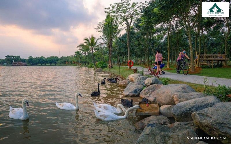 Cắm trại ở Ecopark hồ Thiên Nga