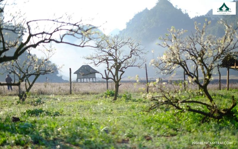 Trải nghiệm cắm trại tại thung lũng mận Nà Ka Mộc Châu 9 Nhiều hoạt động thú vị khi cắm trại tại thung lũng mận Nà Ka