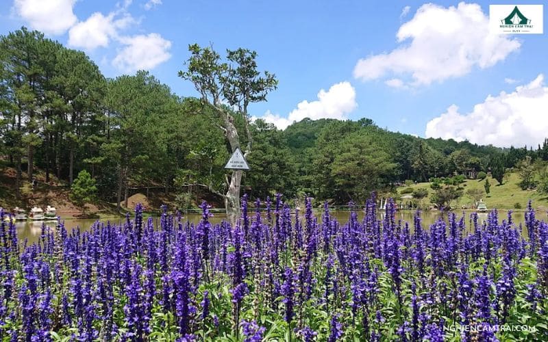 Kinh nghiệm camping Thung Lũng Vàng Đà Lạt cho người mới 15 Dạo chơi tại các vườn hoa và bonsai
