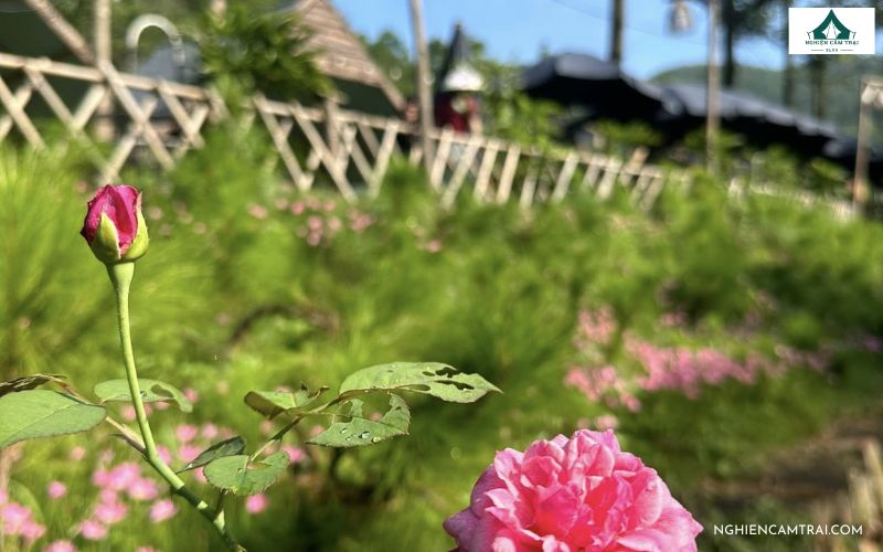 Trải nghiệm Côn Sơn Camping – Điểm cắm trại mới lạ, độc đáo 9 Sống ảo với những phong cảnh đẹp tại Côn Sơn Camping