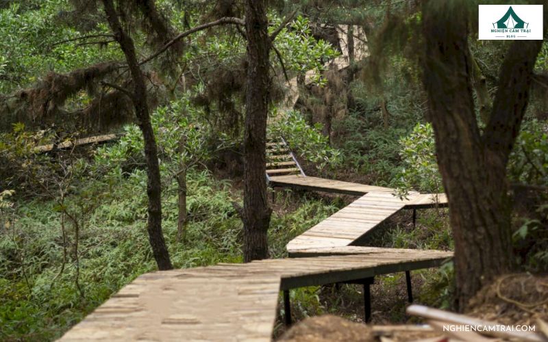 Review My Camping Sóc Sơn - Khu cắm trại giữa rừng thông xanh mát 10 Chụp ảnh sống ảo tại My Camping