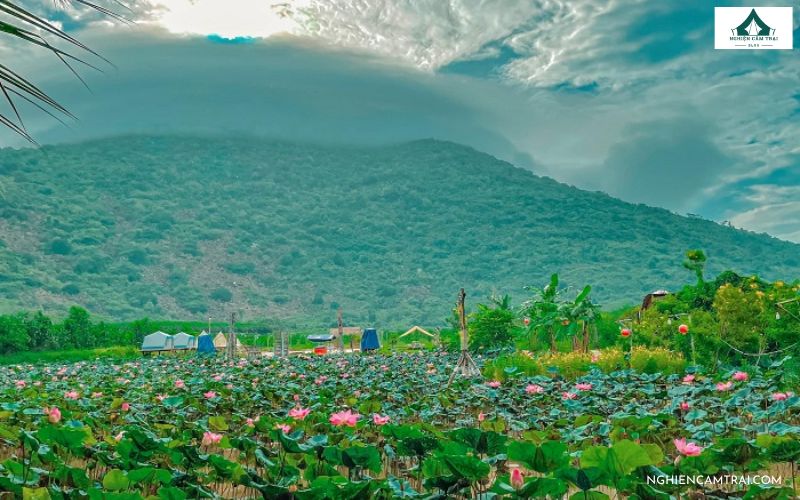 Nàng Sen Camping: Điểm đến ẩm thực & camping cuối tuần cực chill 11 Trải nghiệm câu cá và hái sen là một điều không nên bỏ qua khi đến đây