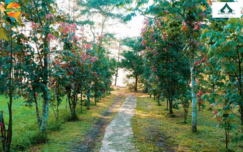 Rừng Lá Phong Camping: Điểm cắm trại thú vị giữa lòng Đà Lạt 11 Khám phá rừng lá phong siêu đẹp