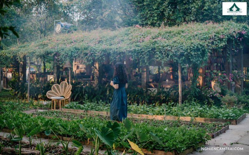 An Nhiên Farm Đà Nẵng: Điểm cắm trại xanh mát cuối tuần 10 Tham quan vườn rau xanh tại An Nhiên Farm