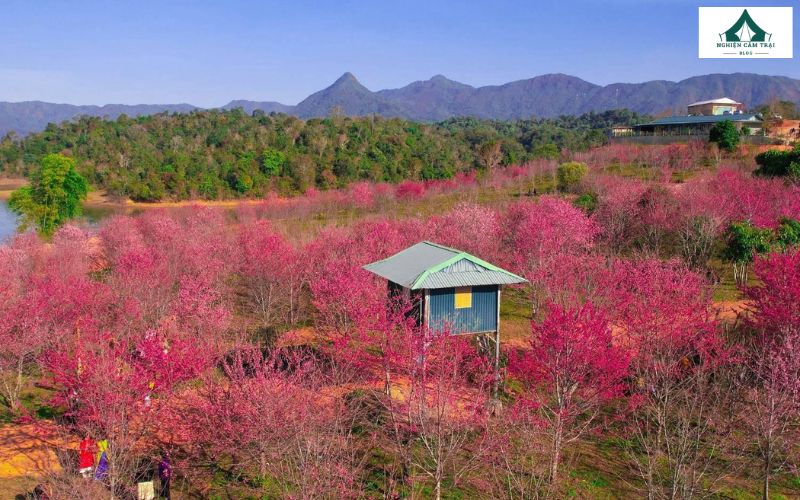 Địa điểm cắm trại Điện Biên - Đảo hoa anh Đào