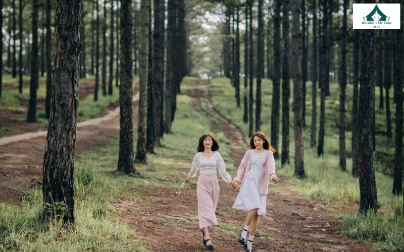 Dạo bước trong rừng thông xanh mát