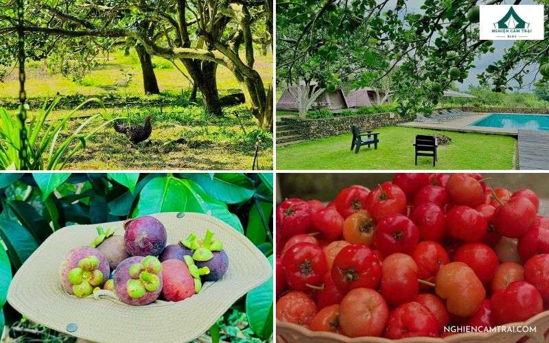 Dạo vườn trái cây và hái hoa quả thưởng thức tại vườn Suối Camp