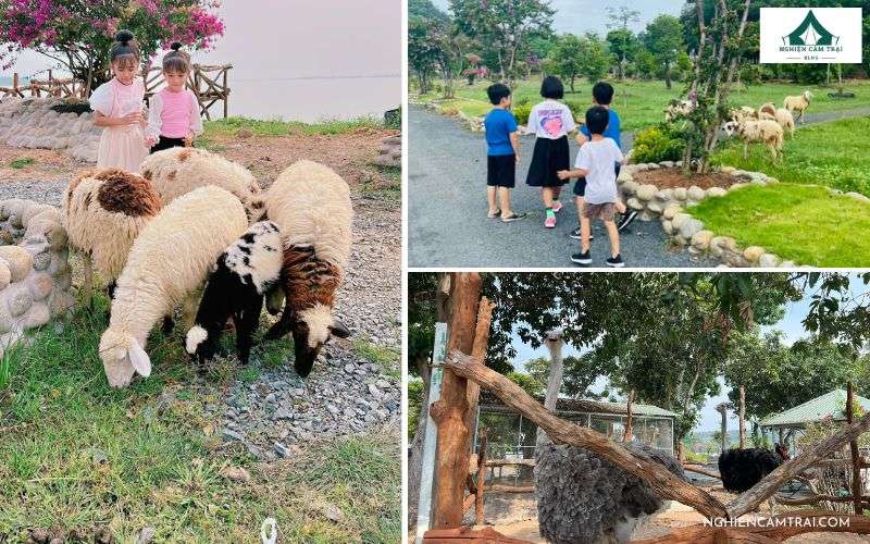 Review Bằng Lăng Glamping – Khu nghỉ dưỡng bên hồ Dầu Tiếng 13 Tương tác cùng động vật tại khu glamping Hồ Dầu Tiếng Bằng Lăng