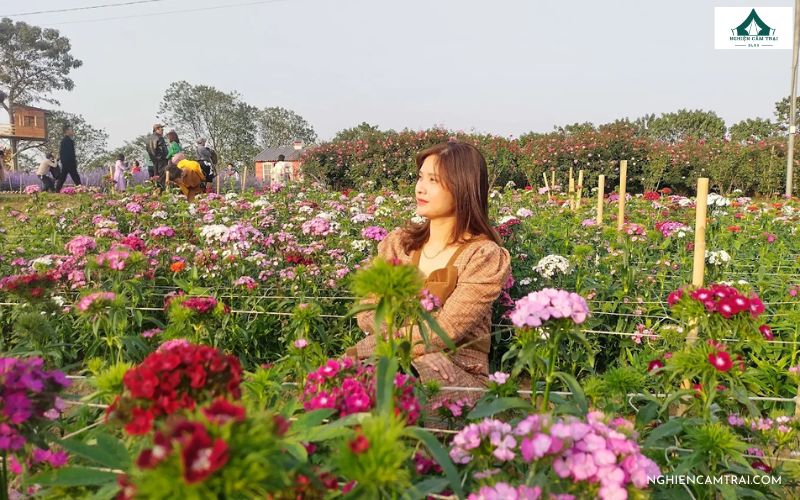 Kinh nghiệm chụp ảnh khi cắm trại ở bãi đá sông Hồng cực đẹp 15 Vườn hoa bãi đá Sông Hồng