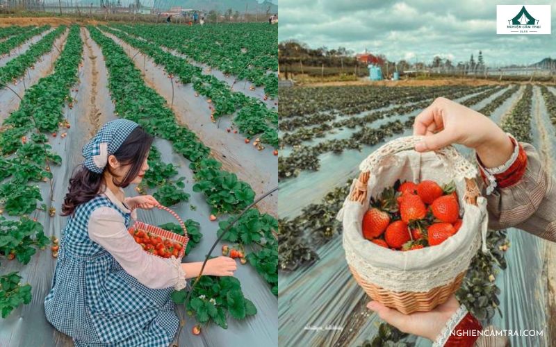 Kinh nghiệm chụp ảnh khi cắm trại ở bãi đá sông Hồng cực đẹp 16 Thu hoạch nông sản tại Chimi Farm