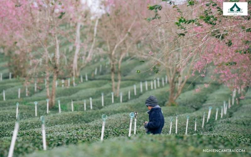 Trải nghiệm Cloud9 Glamping Đà Lạt – Chill giữa biển mây 19 Khám phá đồi chè xanh ngát cùng khu Điện gió