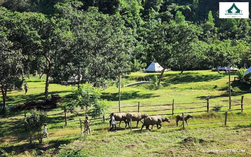 Review Danhar Glamping: Khu Glamping sang trọng bên suối Đạ Nhar 8 Khung cảnh thiên nhiên ban ngày tại Danhar Glamping