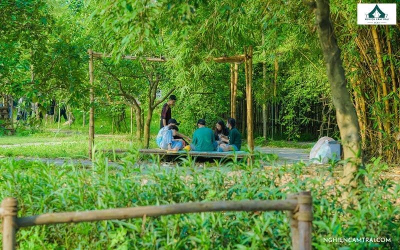 Khung cảnh thiên nhiên xanh mát tại glamping Treefarm