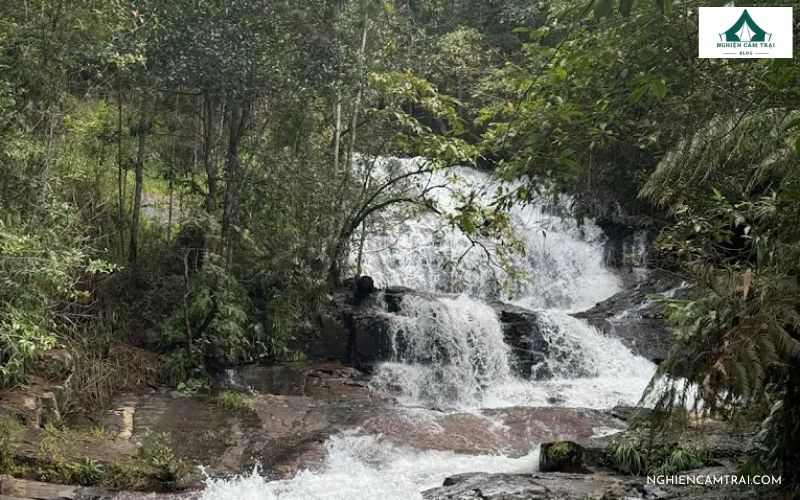 Tắm rừng và thư giãn giữa thiên nhiên tại Twin Beans Farm 