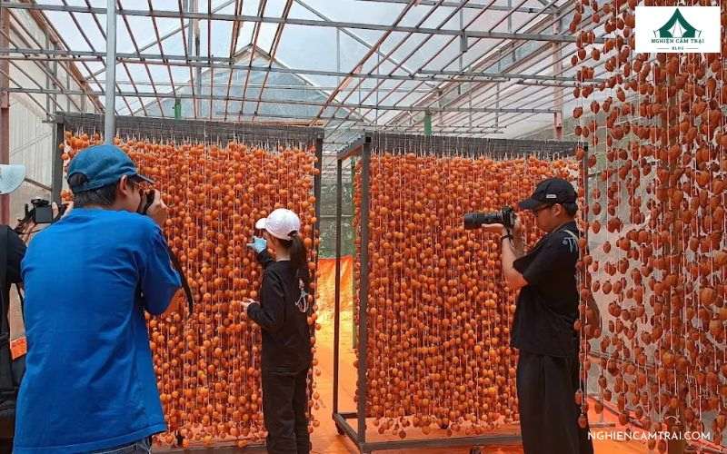 Review Vườn hồng Lê Phúc – Khu cắm trại giữa đồi hồng cổ thụ 13 Tham quan khu hồng treo gió tại vườn Lê Phúc