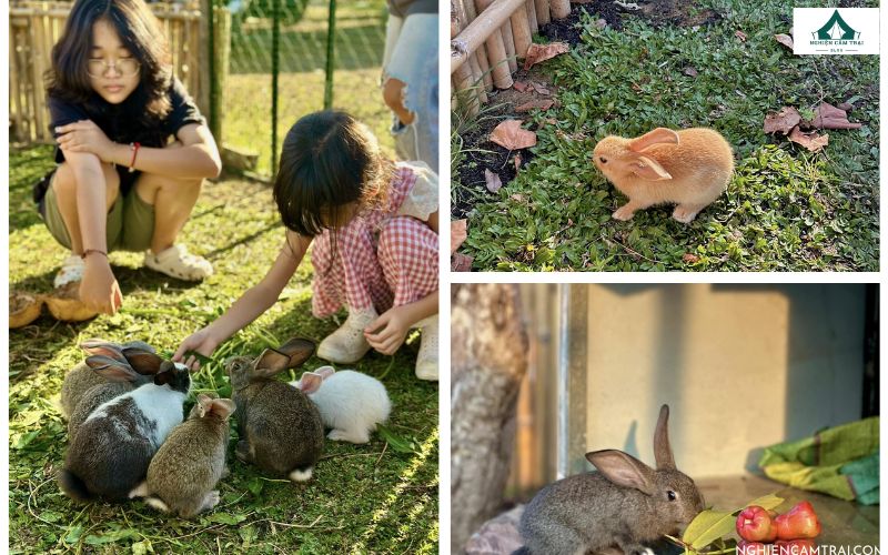 Cồn Camping Cần Giờ có nông trại thỏ cho du khách check in