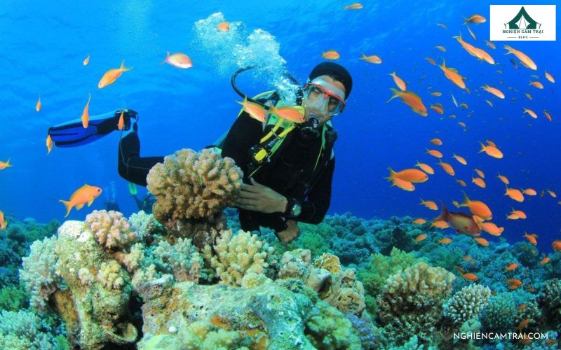 Lặn ngắm san hô dưới biển Ghềnh Bàng