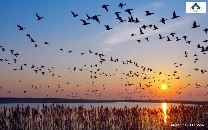 Xác định hướng Bắc dựa vào hướng di chuyển của đàn chim