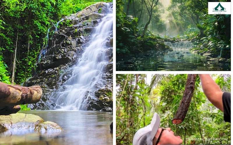 Cách tìm nguồn nước trong rừng nhanh và an toàn 5 Một số cách tìm nước tự nhiên trong rừng