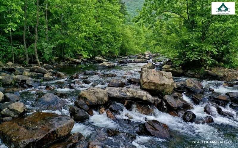 Cách tìm nguồn nước trong rừng nhanh và an toàn 6 Một số cách tìm nước tự nhiên trong rừng