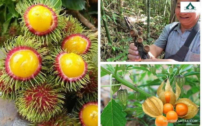 Cách tìm nguồn nước trong rừng nhanh và an toàn 8 Một vài loài nấm, thực vật có nước uống được từ rừng tự nhiên