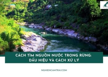 Cách tìm nguồn nước trong rừng: Dấu hiệu và cách xử lý