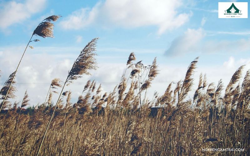 Cách xác định hướng gió bằng quan sát tự nhiên