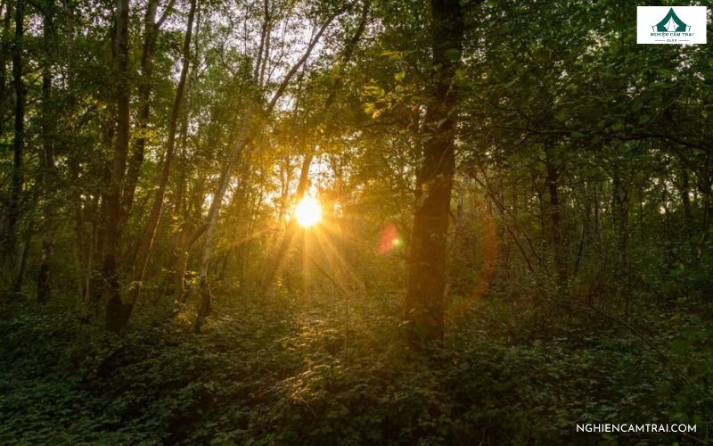 Cách xác định phương hướng khi bị lạc dễ nhớ, dễ áp dụng 7 Cách xác định phương hướng khi bị lạc dựa theo bóng mặt trời