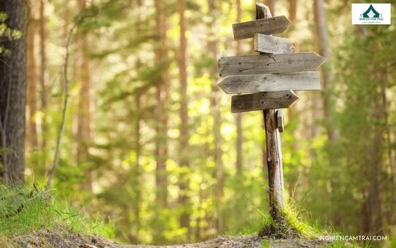 Thảm thực vật có thể dùng làm "la bàn" tự nhiên