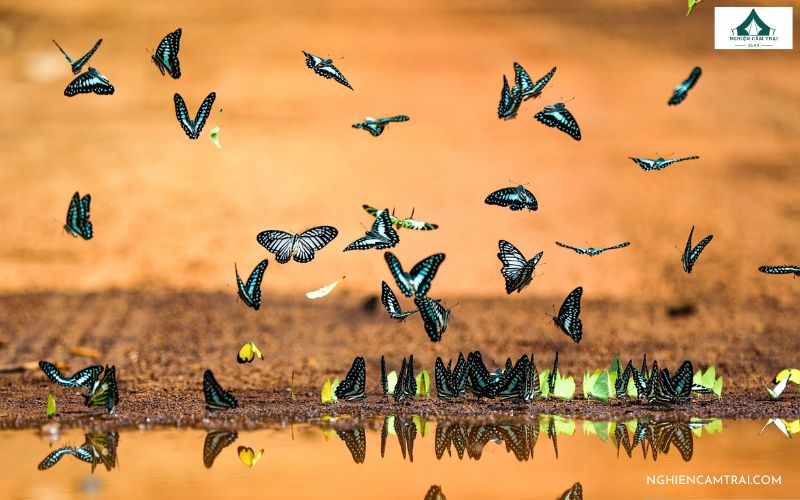 “Săn bướm” rừng Mã Đà