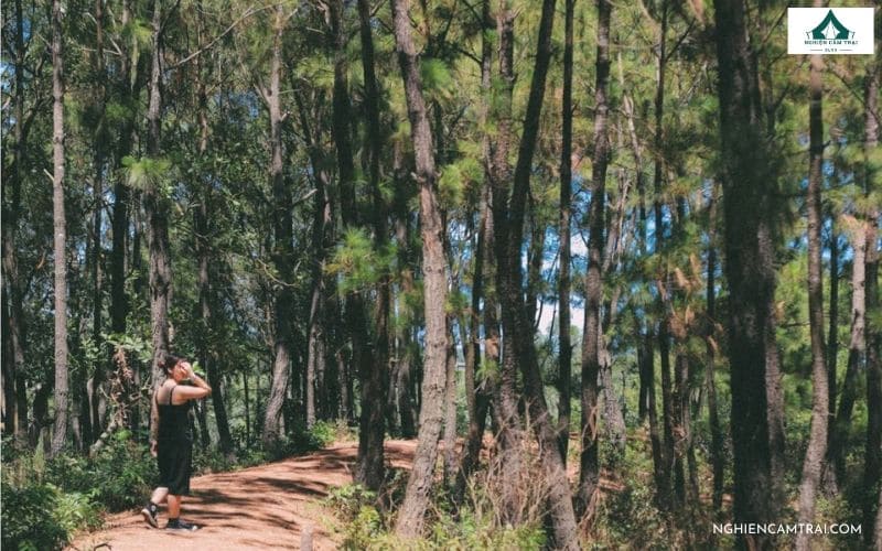 Trải nghiệm cắm trại rừng thông Bồ Bồ: Cực chill & yên bình 17 Đi bộ thư giãn và trekking nhẹ giữa đồi thông Bồ Bồ