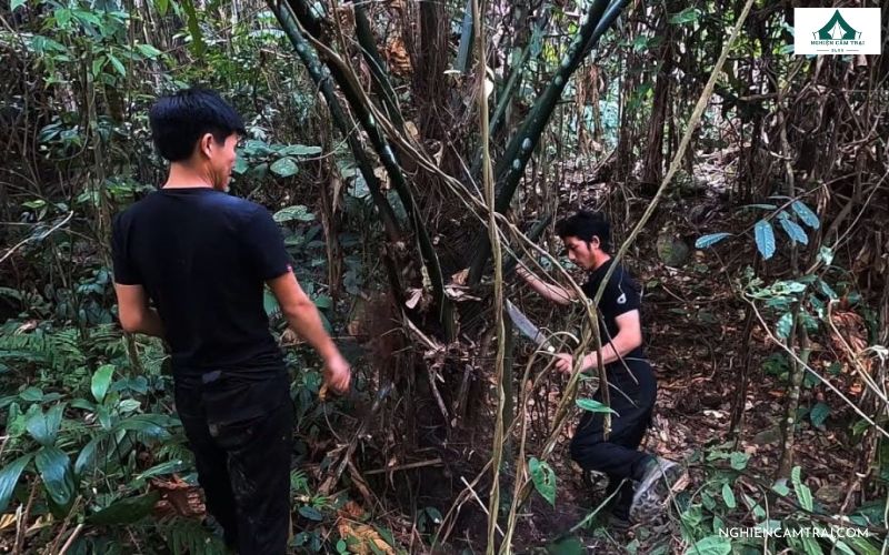 Tìm nguồn thức ăn an toàn trong rừng