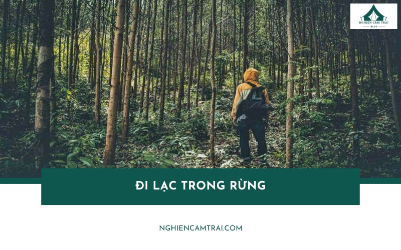 Đi lạc trong rừng: Cách xác định hướng và cầu cứu hiệu quả