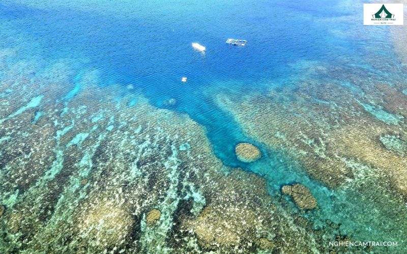 Trải nghiệm lặn ngắm san hô tại Bãi Thùng