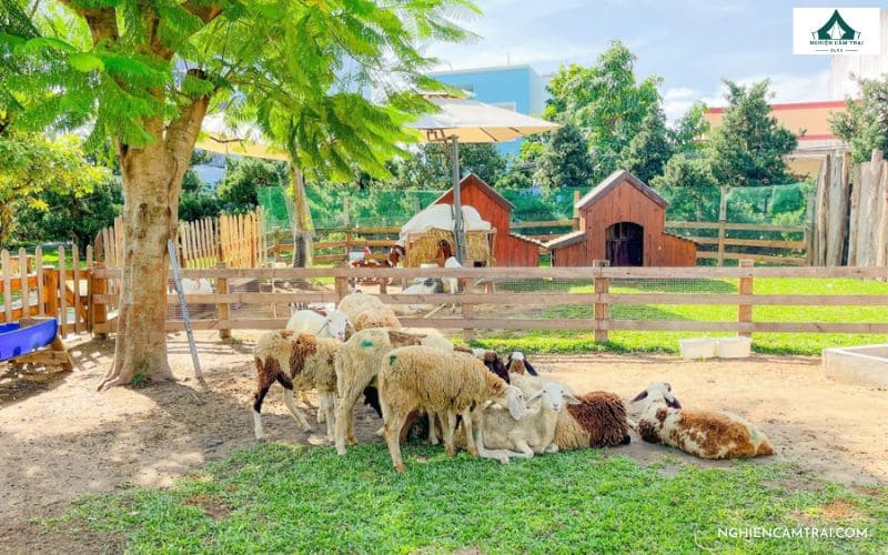 Hoạt động trải nghiệm tại Mây Farm dành cho trẻ nhỏ
