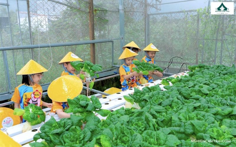 Nông trại Xanh có khu trồng trọt, vườn cây và khu trải nghiệm được bố trí hài hòa