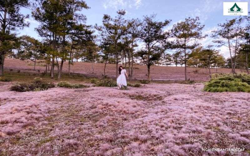 Cắm Trại Đồi Cỏ Hồng – Điểm săn mây và Check-in cực đẹp ở Đà Lạt 9 cắm trại đồi cỏ hồng
