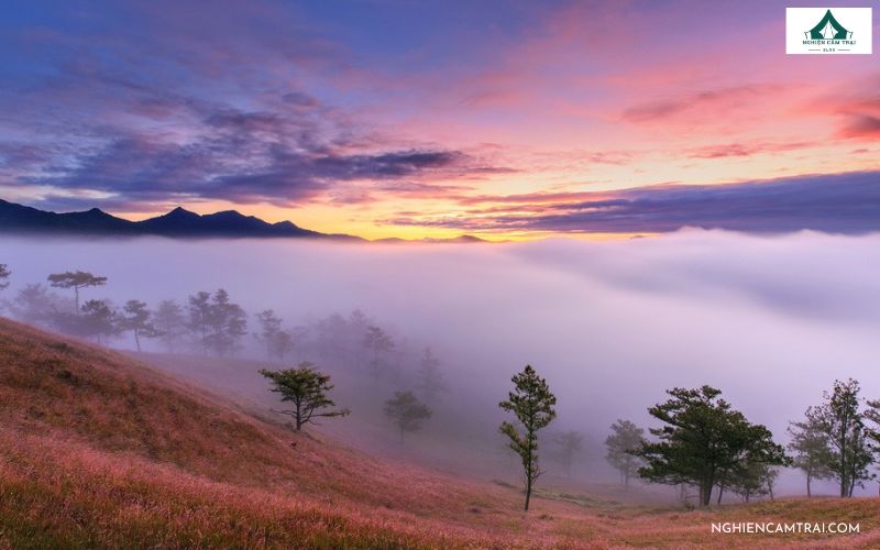 Cắm Trại Đồi Cỏ Hồng – Điểm săn mây và Check-in cực đẹp ở Đà Lạt 12 cắm trại đồi cỏ hồng