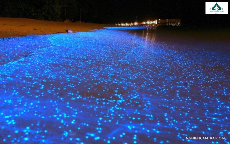 Biển phát sáng là gì? Hiện tượng huyền bí của đại dương 5 Mặt biển lung linh ánh xanh huyền ảo giữa màn đêm