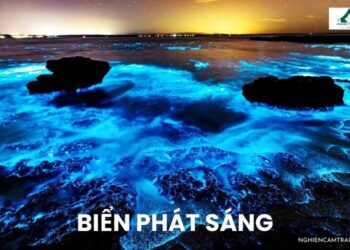 Biển phát sáng là gì? Hiện tượng huyền bí của đại dương
